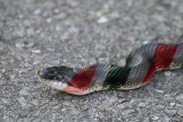Creation of Candy snake: Step 2